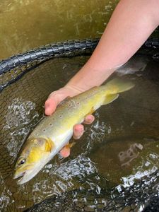 Brown Trout