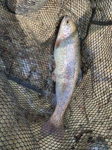 Rainbow Trout