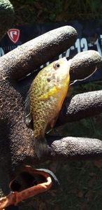 Pumpkinseed