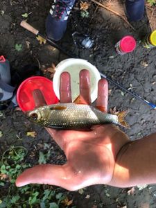 Roach