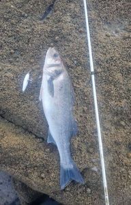 European Bass (Seabass)