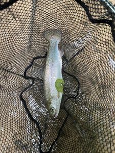 Rainbow Trout