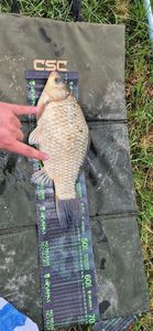 Crucian Carp