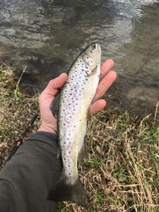 Brown Trout