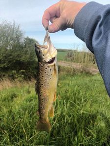 Brown Trout