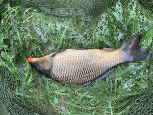 Common Carp