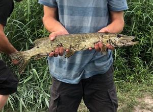 Northern Pike