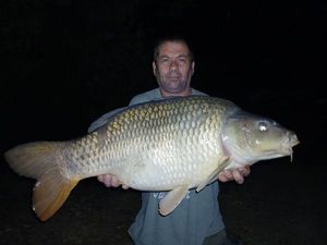 Common Carp