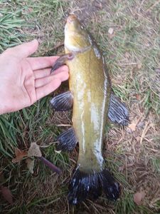 Tench