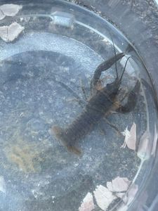 Danube Crayfish
