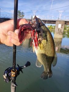 Largemouth Bass