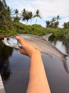 Tarpon