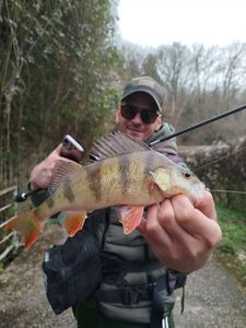 European Perch