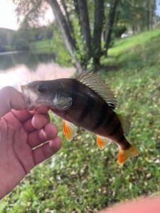 European Perch