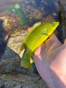 Ballan Wrasse
