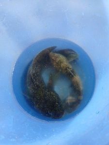 Black Goby