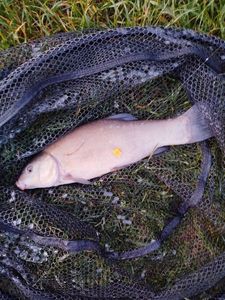 Tench