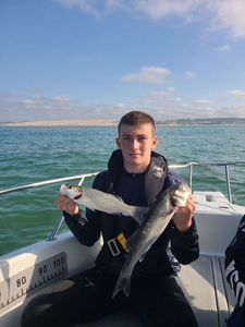 Spotted Seabass