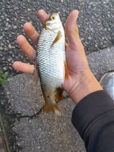 Roach