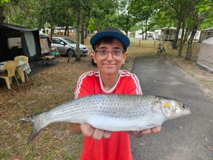 Thicklip Grey Mullet