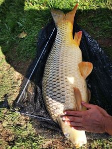 Common Carp