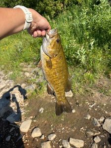 Smallmouth Bass