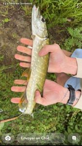 Northern Pike
