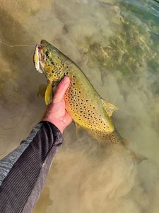 Brown Trout