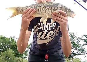Mirror Carp