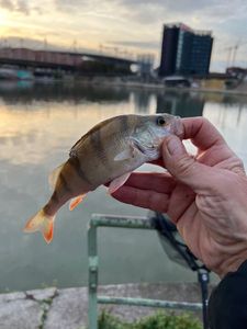 European Perch