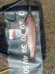 Rainbow Trout