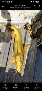 Yellow Bullhead