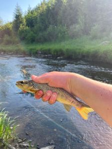 Brown Trout