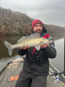Zander