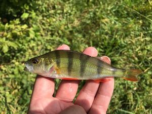 European Perch