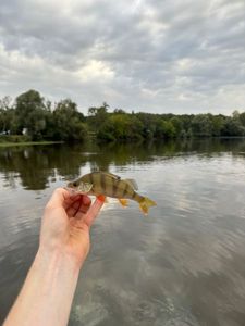 European Perch