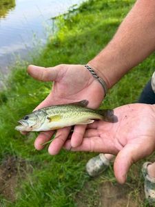 Largemouth Bass