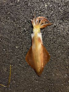 European Squid