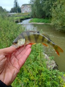 European Perch