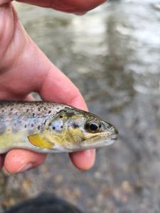 Brown Trout