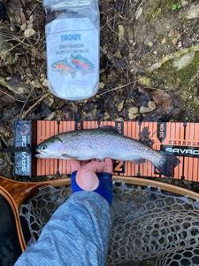Rainbow Trout