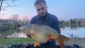 Common Carp