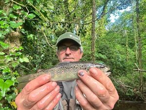 Brown Trout