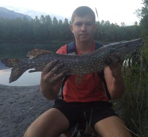 Northern Pike