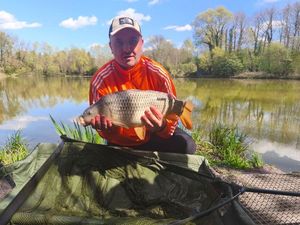 Common Carp