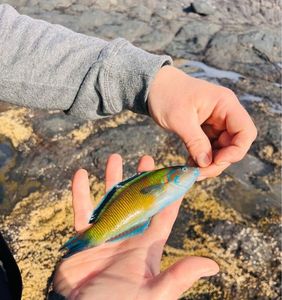 Mediterranean Rainbow Wrasse
