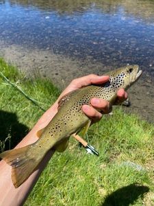 Brown Trout