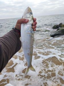 American Shad