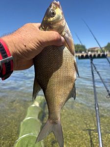 Common Bream