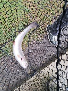 Rainbow Trout